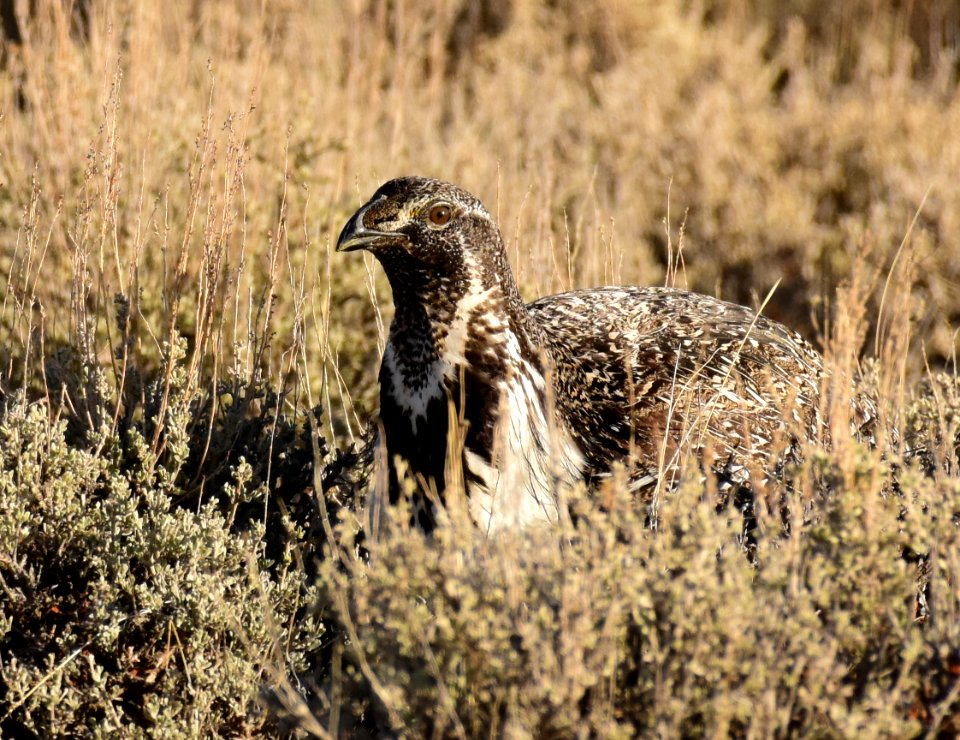 Greater sage-grouse at Seedskadee National Wildlife Refuge