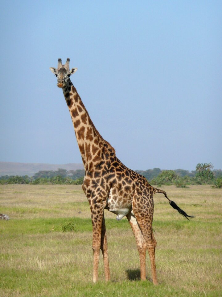 Safari nature wildlife