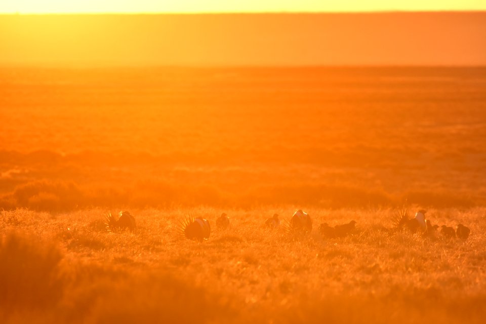 Greater sage-grouse near Seedskadee National Wildlife Refuge