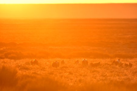 Greater sage-grouse near Seedskadee National Wildlife Refuge