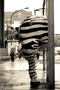 Zebra in front of the zebra crossing photo