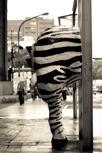 Zebra in front of the zebra crossing