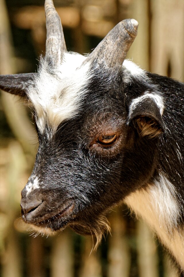 Livestock herbivores young animal