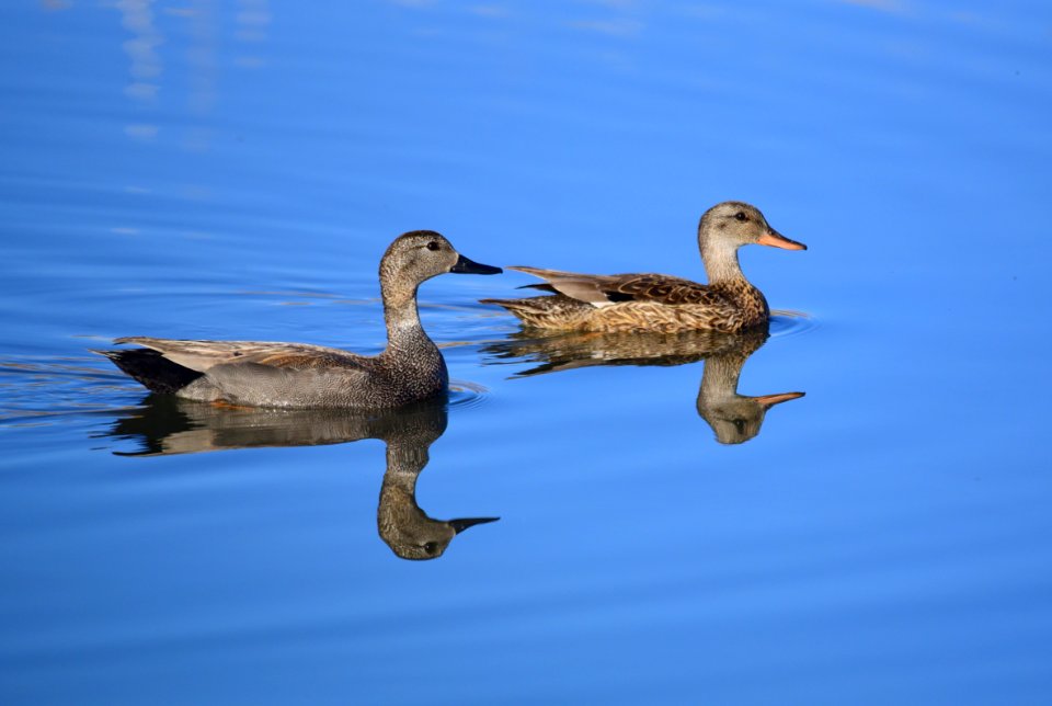 Gadwall on Seedskadee National Wildlife Refuge