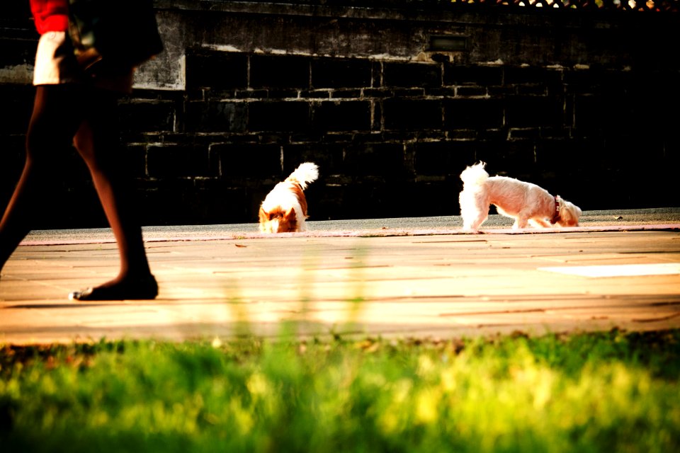 Feet and dogs