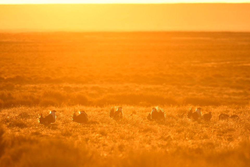 Greater sage-grouse near Seedskadee National Wildlife Refuge