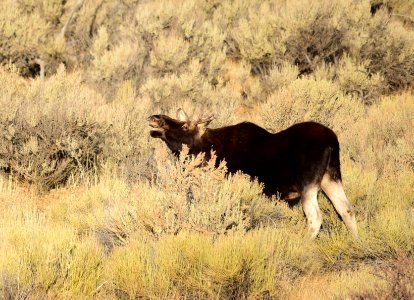 Moose at Seedskadee National Wildlife Refuge