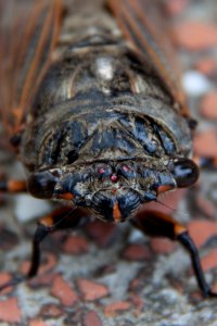Cicada (Cryptotympana atrata)