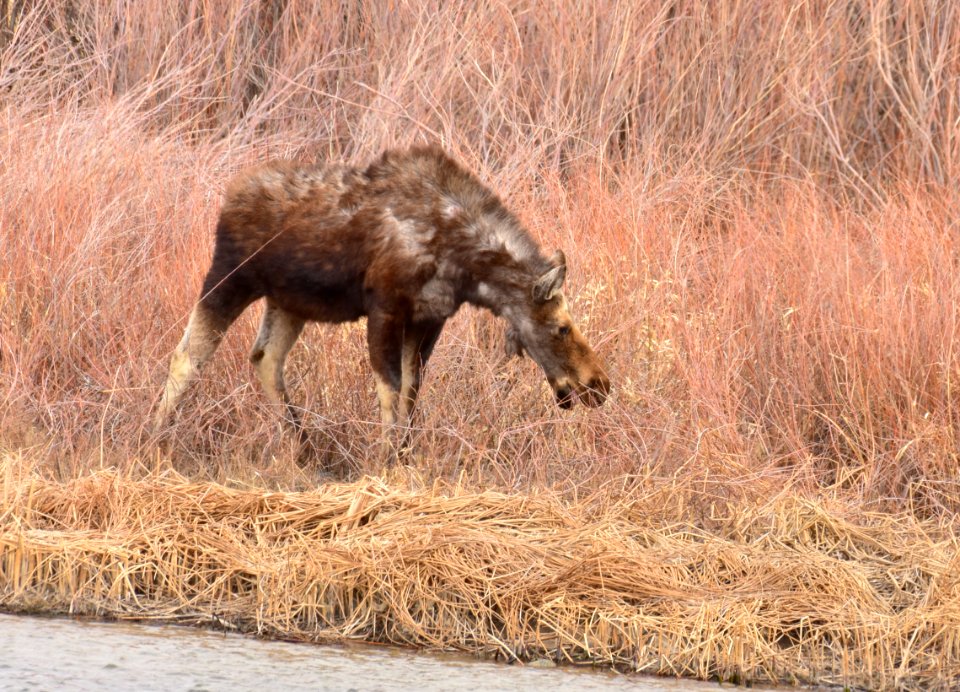 Moose at Seedskadee National Wildlife Refuge