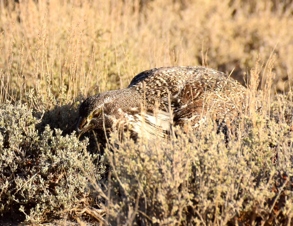 Greater sage-grouse at Seedskadee National Wildlife Refuge