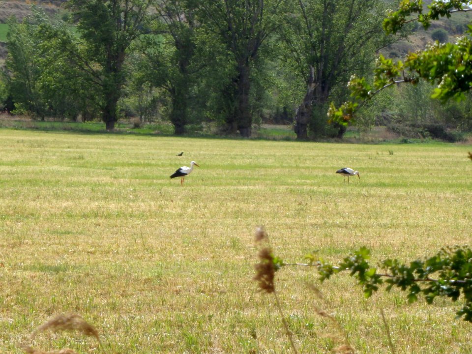 cigogne sur le chemin de compostelle