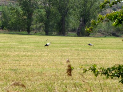 cigogne sur le chemin de compostelle photo