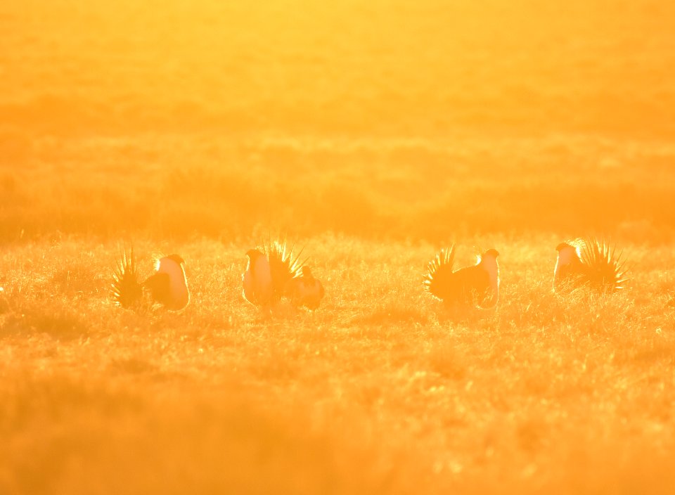 Greater sage-grouse near Seedskadee National Wildlife Refuge