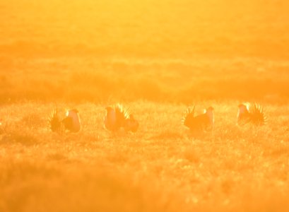 Greater sage-grouse near Seedskadee National Wildlife Refuge