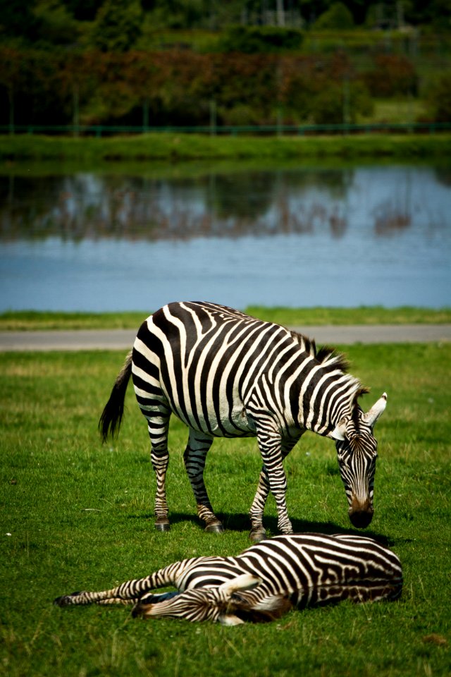 Zebra