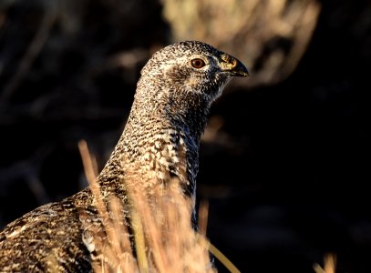 Greater sage-grouse at Seedskadee National Wildlife Refuge