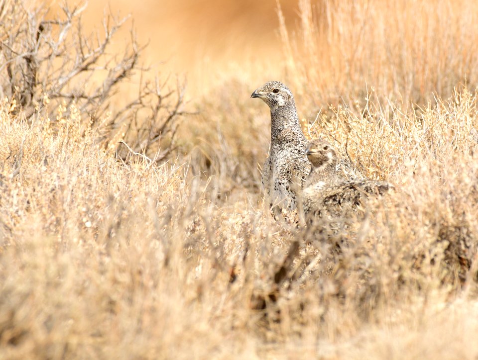 Greater sage-grouse at Seedskadee National Wildlife Refuge