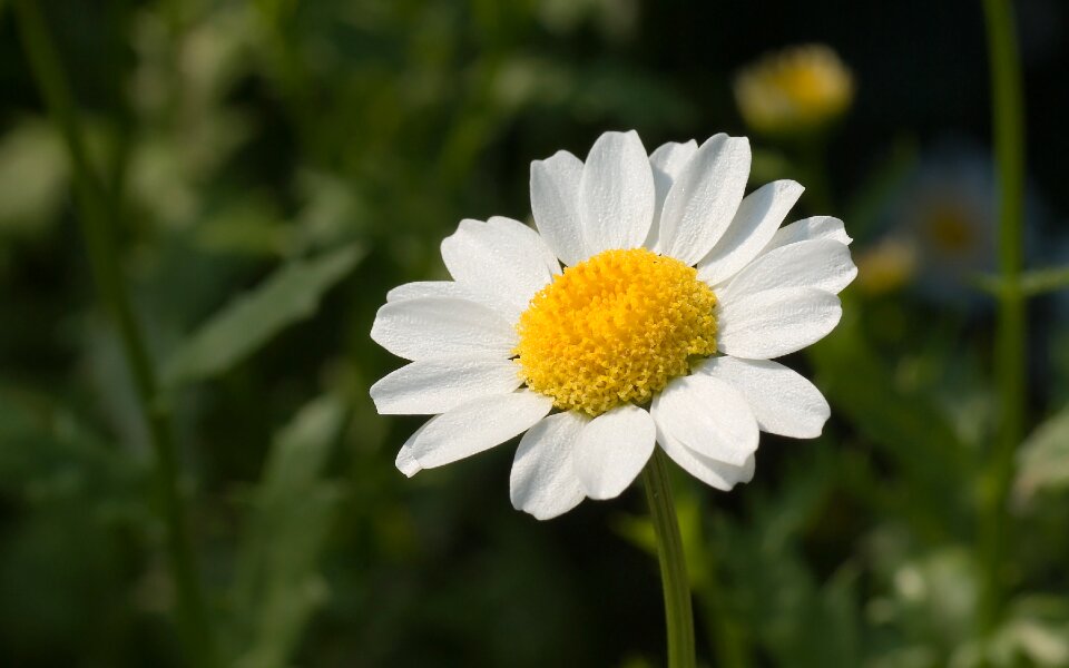 Plant bloom petals
