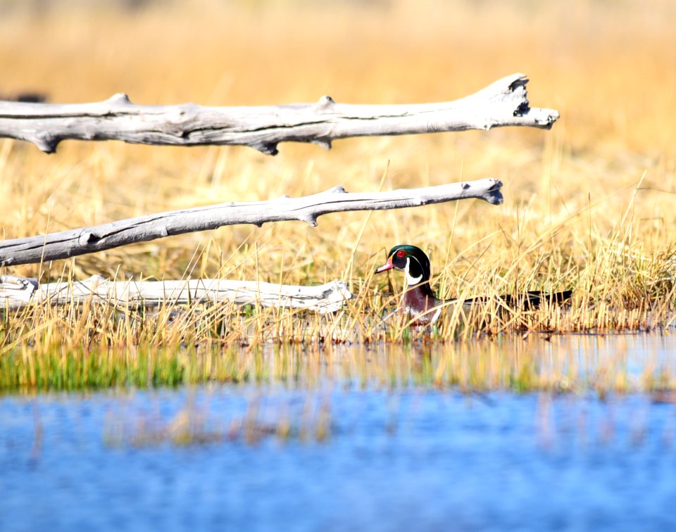 Wood duck at Seedskadee National Wildlife Refuge