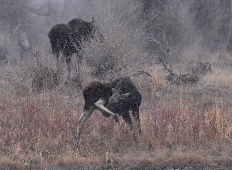 Moose at Seedskadee National Wildlife Refuge