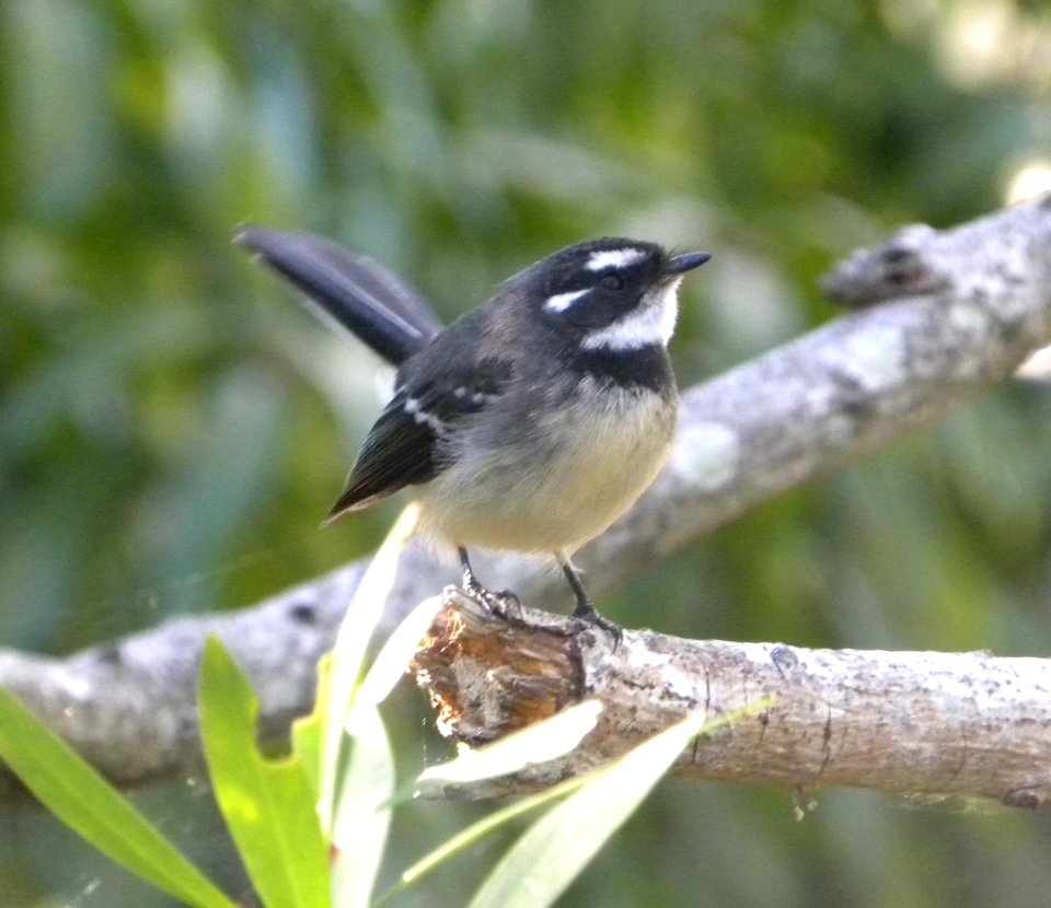 Grey Fantail (Rhipidura albiscapa [fuliginosa])