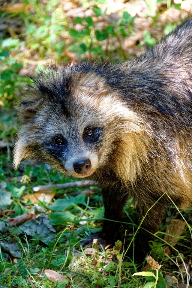 Fruit fuchs fuchs dog photo