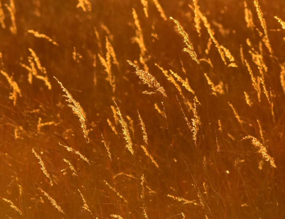 Indiangrass - Sorghastrum nutans at LaCreek National Widlife Refuge