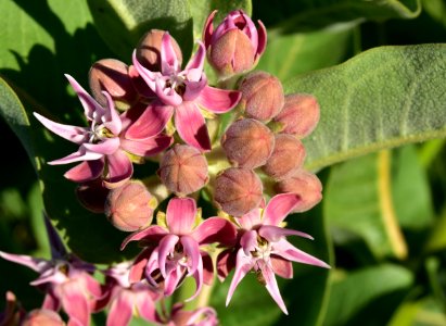 Showy milkweed (Aesclepias speciosa) at Seedskadee National Wildlife Refuge photo