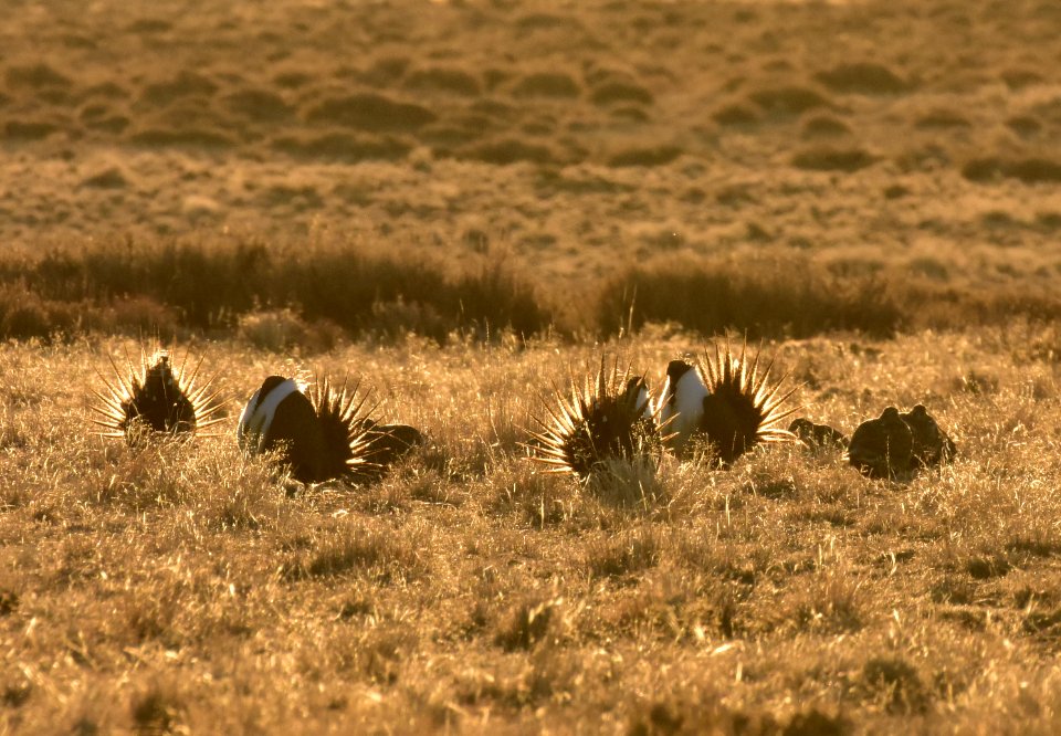Greater sage-grouse near Seedskadee National Wildlife Refuge