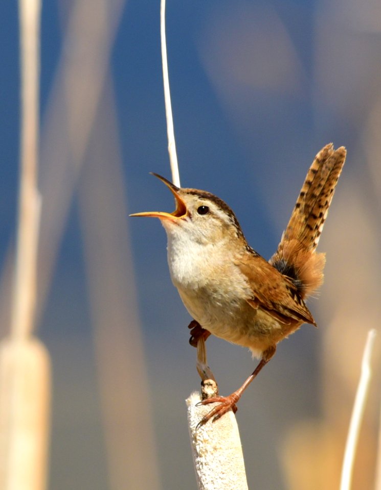 Marsh wren at Seedskadee National Wildlife Refuge