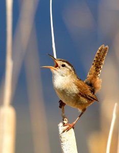Marsh wren at Seedskadee National Wildlife Refuge