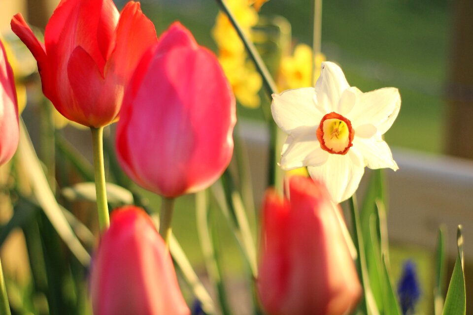 Spring nature floral