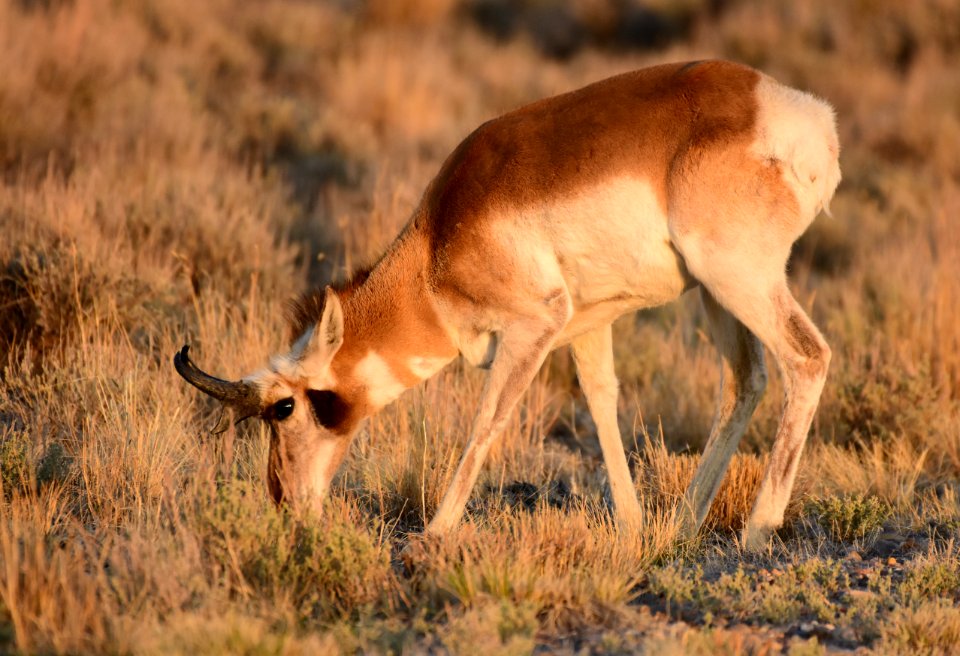 Pronghorn at Seedskadee National Wildlife Refuge