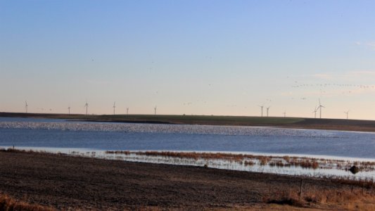 Goose-covered Wetland