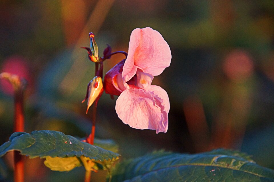 Soil plant pink red