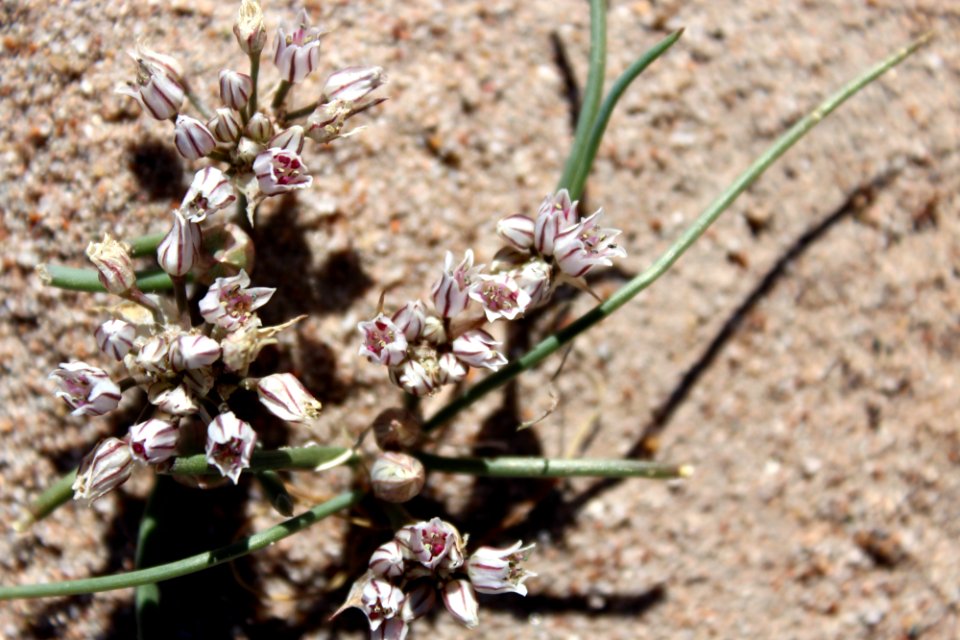 Largeflower wild onion (Allium macropetalum)