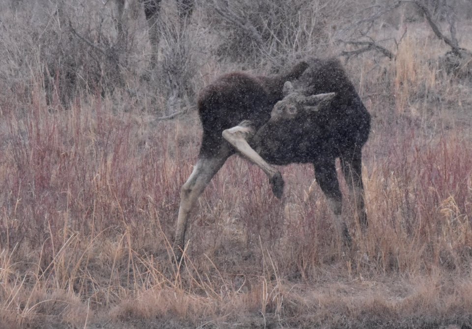 Moose at Seedskadee National Wildlife Refuge