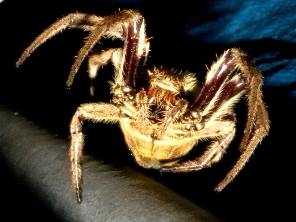 Common Garden Orb Weaver Spider or Common Garden Orb Weaving Spider (Eriophora transmarina)
