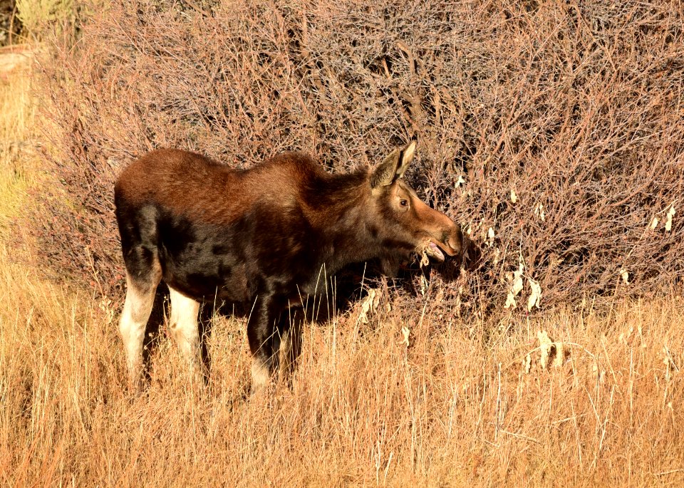 Moose at Seedskadee National Wildlife Refuge