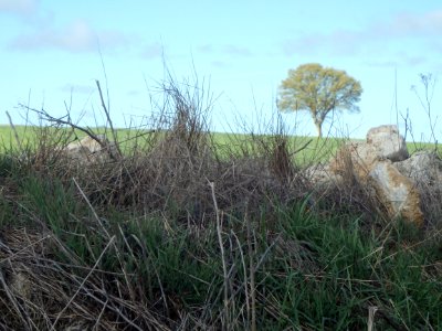 arbre dans la nature