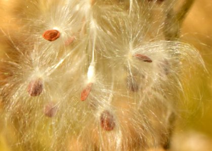 Showy milkweed (Aesclepias speciosa) at Seedskadee National Wildlife Refuge photo