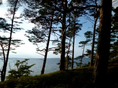 Wald und Meer III