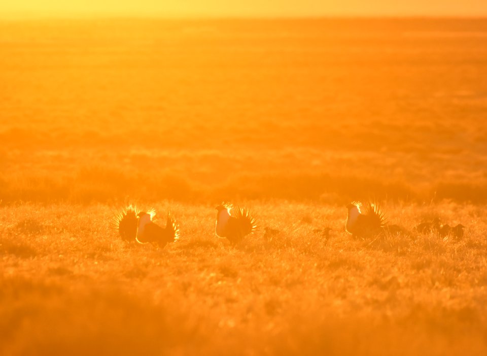 Greater sage-grouse near Seedskadee National Wildlife Refuge
