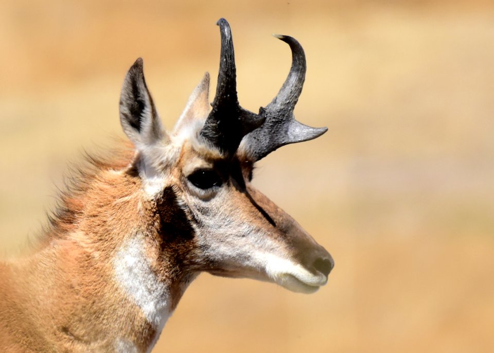 Pronghorn at Seedskadee National Wildlife Refuge