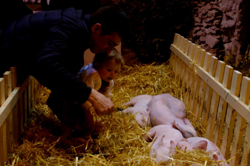 bébé et cochon au salon de l'agriculture