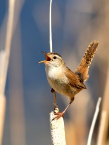 Marsh wren at Seedskadee National Wildlife Refuge