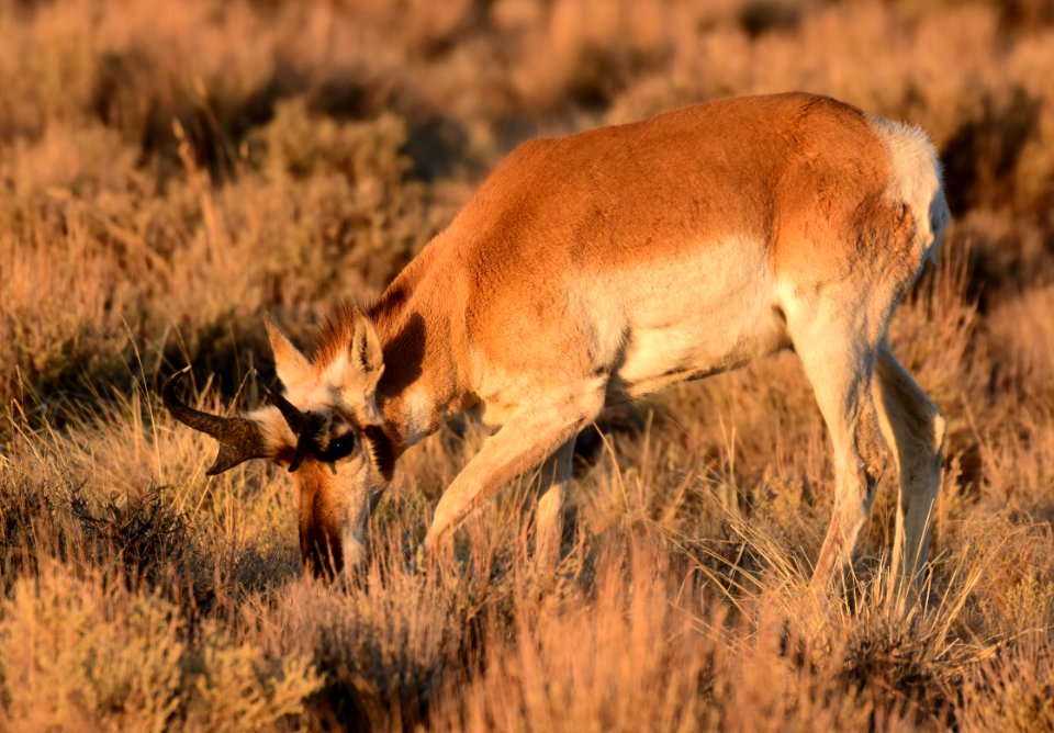 Pronghorn at Seedskadee National Wildlife Refuge