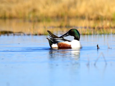 Northern shoveler on Seedskadee National Wildlife Refuge