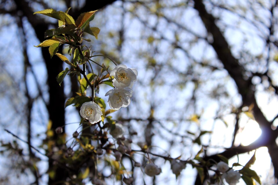 Flower spring nature