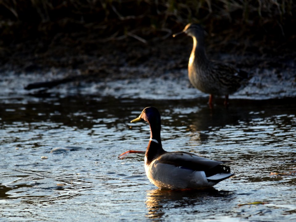 Mallard on Seedskadee National Wildlife Refuge